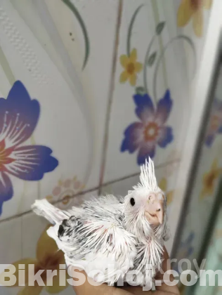 Cocotail bird